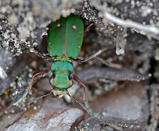 Cicindela campestris