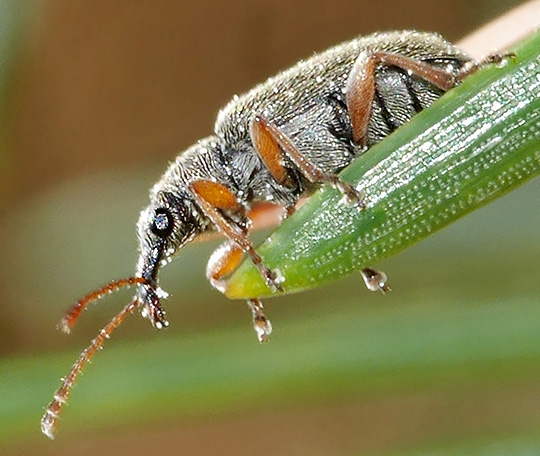 Cimberis attelaboides