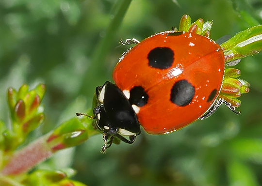 Coccinella quinquepunctata