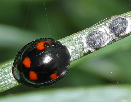 Exochomus quadripustulatus