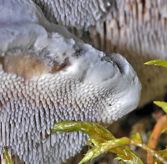 Hydnellum caeruleum