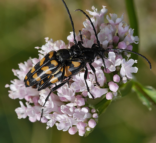 Leptura quadrifasciata