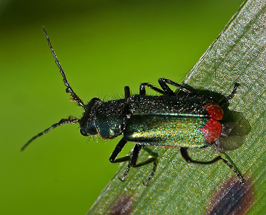 Malachius bipustulatus
