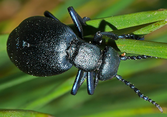 Meloe violaceus