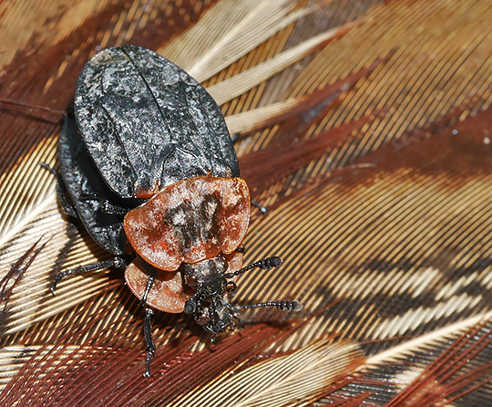 Oiceoptoma thoracicum