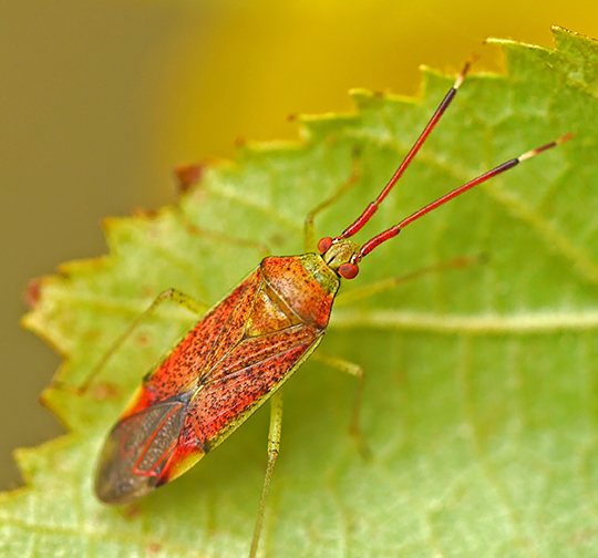 Pantilius tunicatus