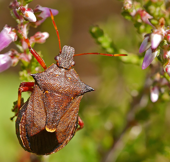 Picromerus bidens