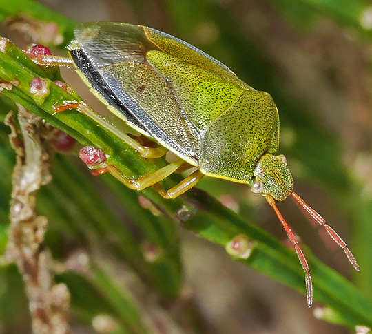 Piezodorus lituratus