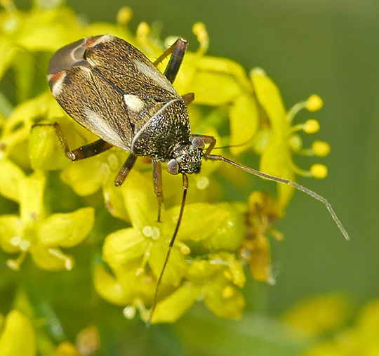Polymerus unifasciatus var lateralis