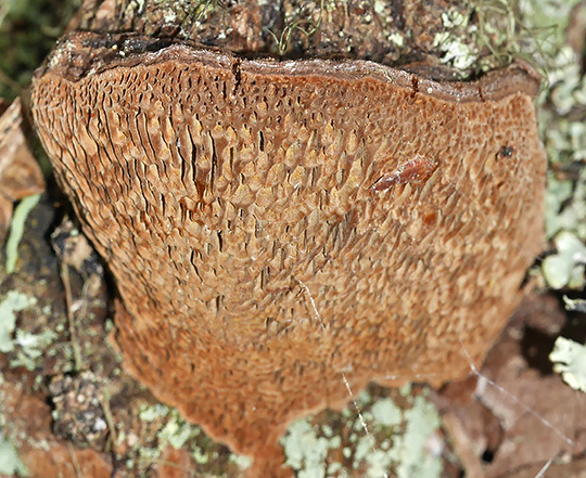 Porodaedalea pini