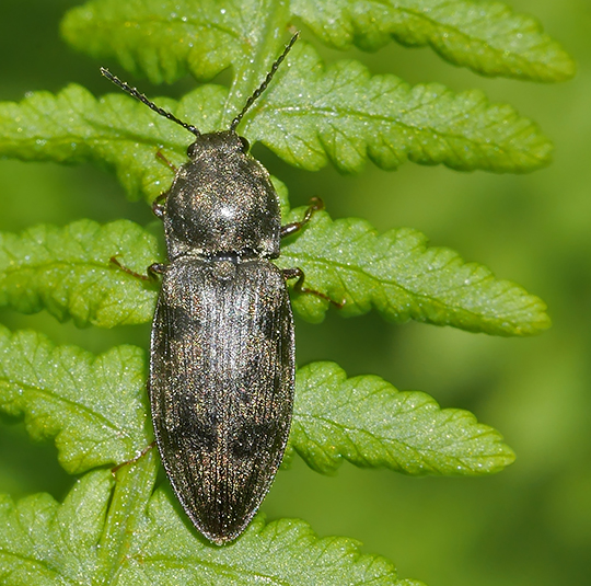 Prosternon tessellatum