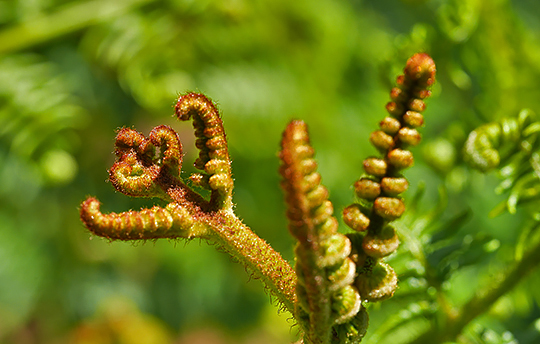 Pteridium aquilinum