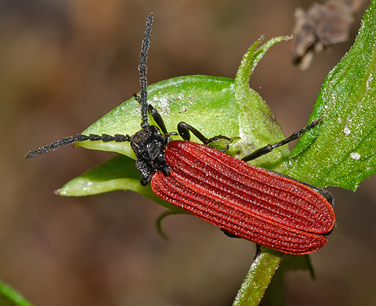 Pyropterus nigroruber