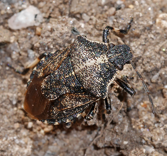 Rhacognathus punctatus