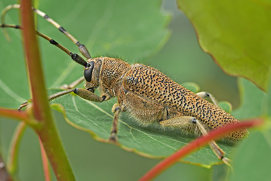 Saperda carcharias