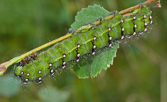 Saturnia pavonia