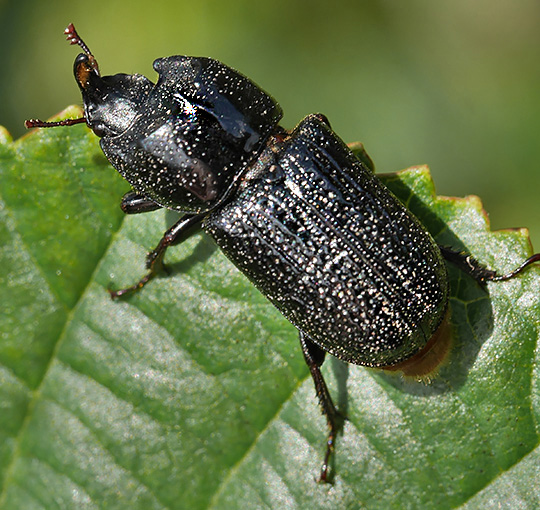 Sinodendron cylindricum
