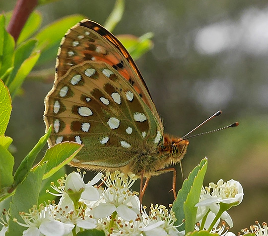 Speyeria aglaja