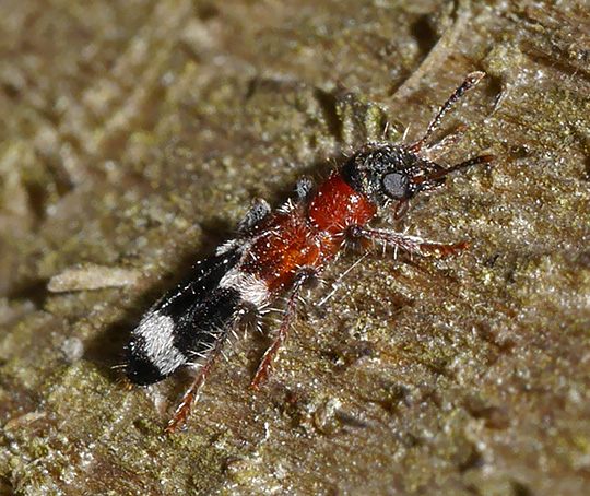 Thanasimus femoralis