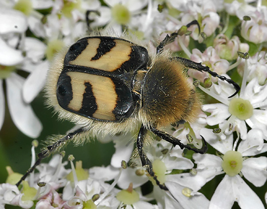 Trichius fasciatus
