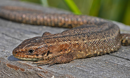 Zootoca vivipara